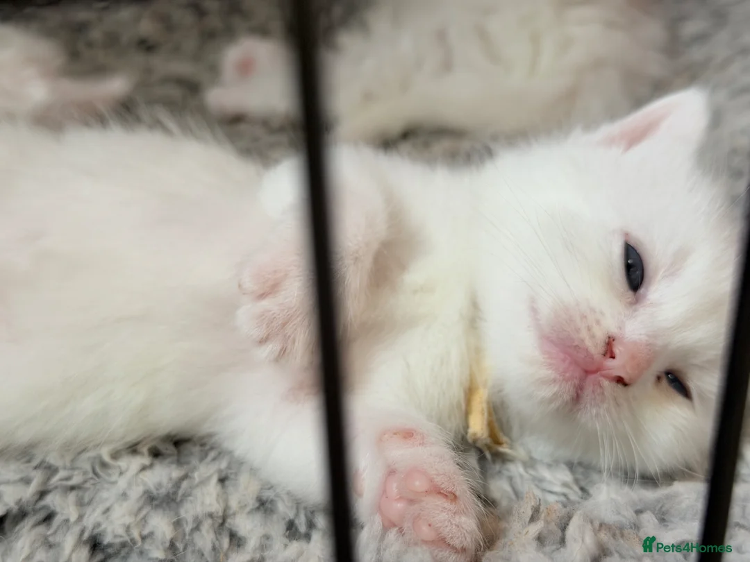Turkish Angora cats for sale: Turkish Angora Kittens - Advert 2