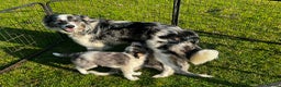 Border Collie dogs for sale: 5 Beautiful Blue Merle Border Collie Puppies - Advert 2