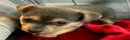 Jack Russell dogs for sale: Beautiful, miniature Much Wenlock Jack Ru - Advert 5