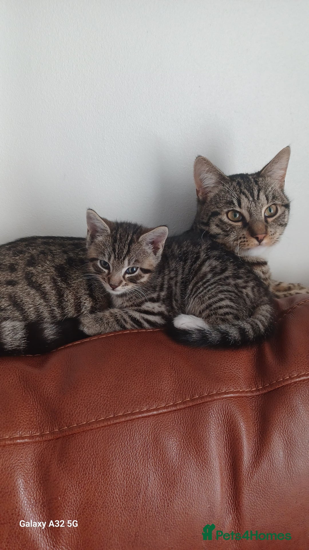Bengal cats for sale: Bengal babies looking for a new home - Image 2