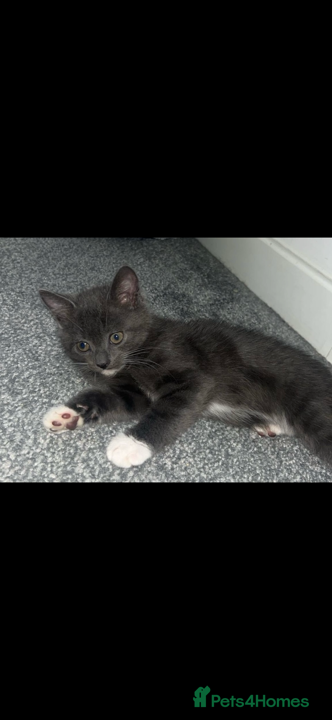 British Shorthair cats for sale: British shorthair x Bengal kittens - Image 23