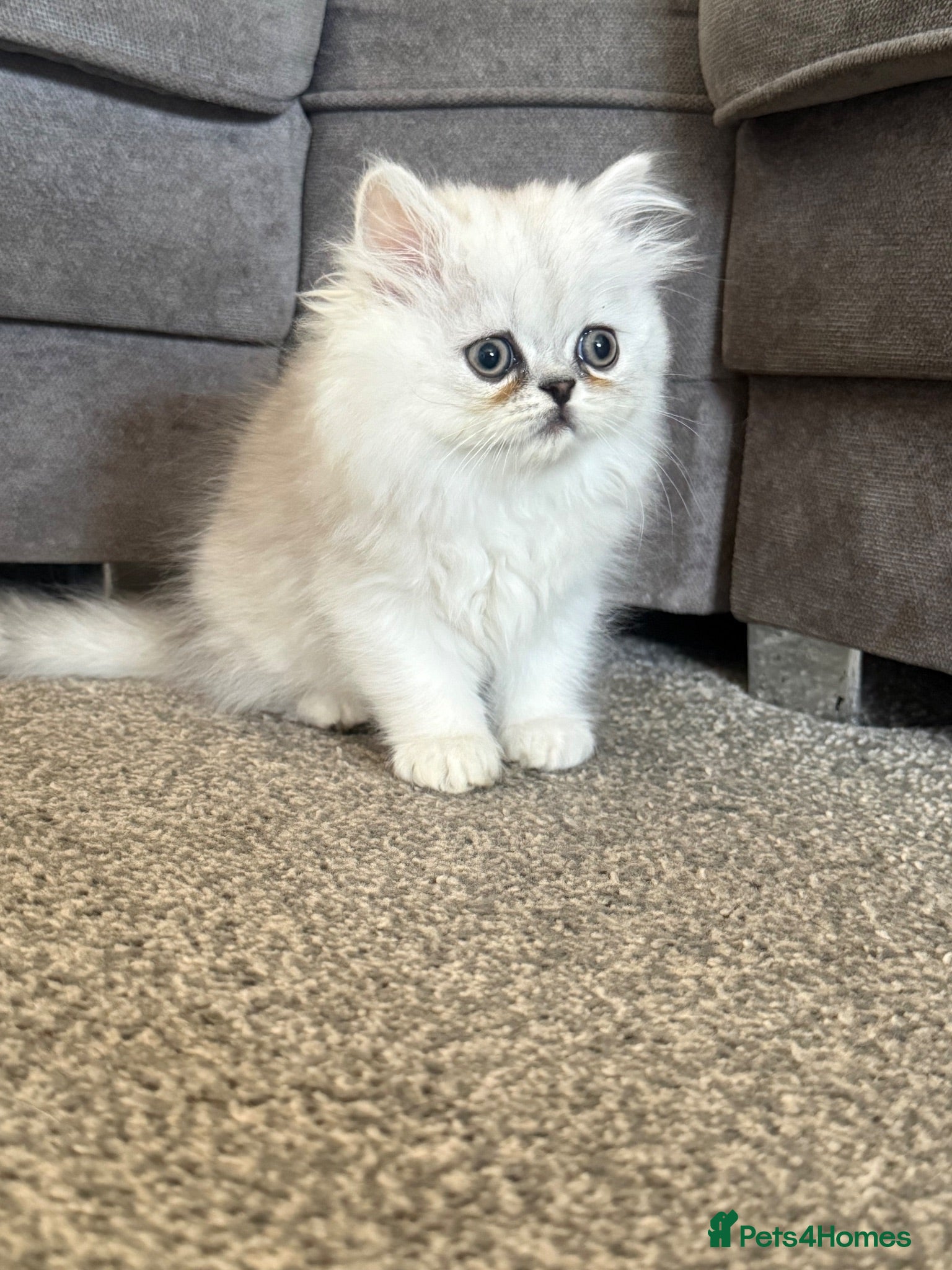 Persian cats Persian kittens  - Advert 14