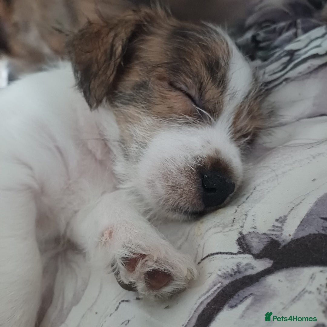 Mixed Breed dogs for sale: 3 beautiful malshi x jack russell cross puppies - Advert 2