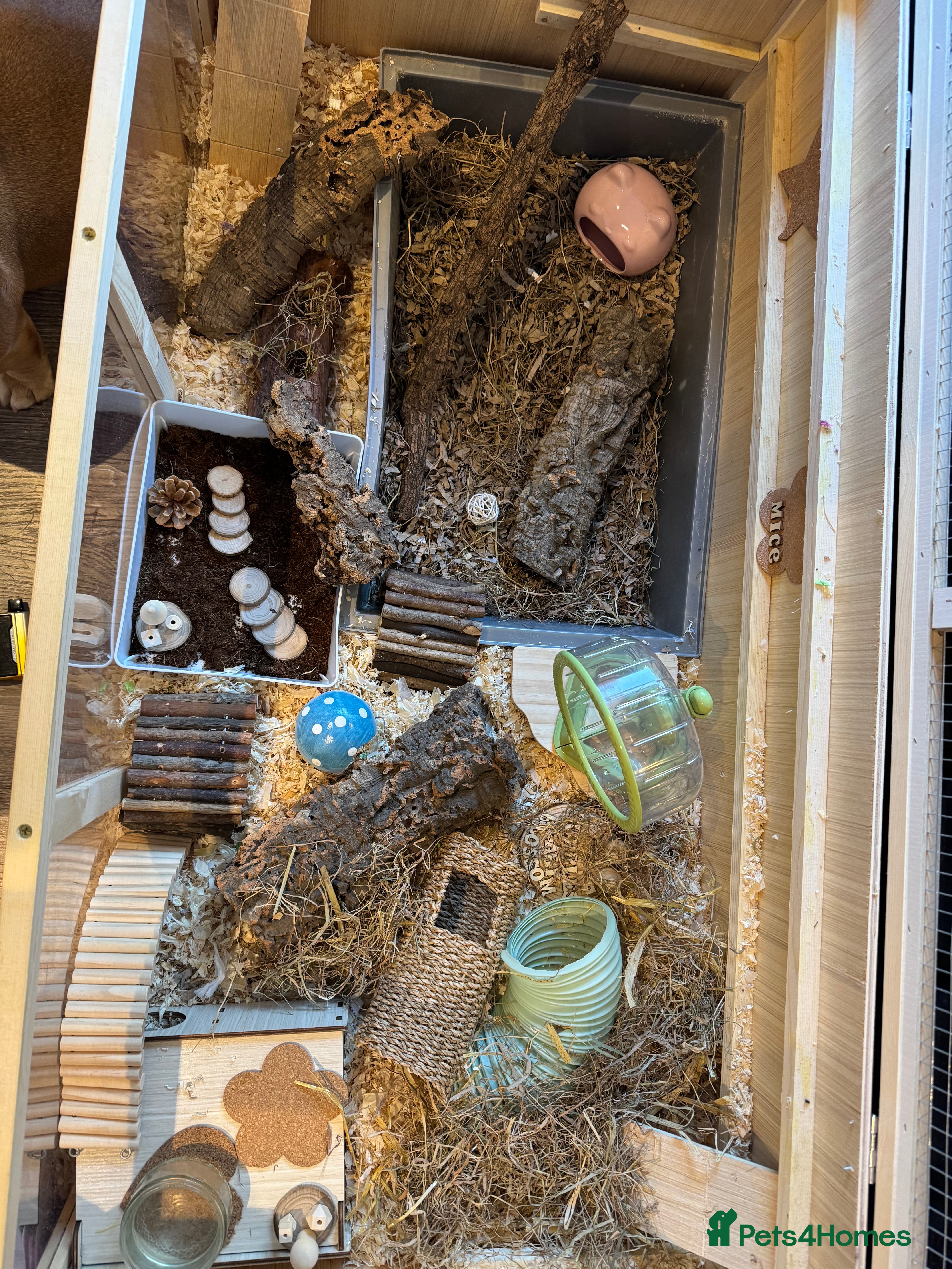 Mouse rodents 7 female mice in need of a knowledgable home  - Advert 1