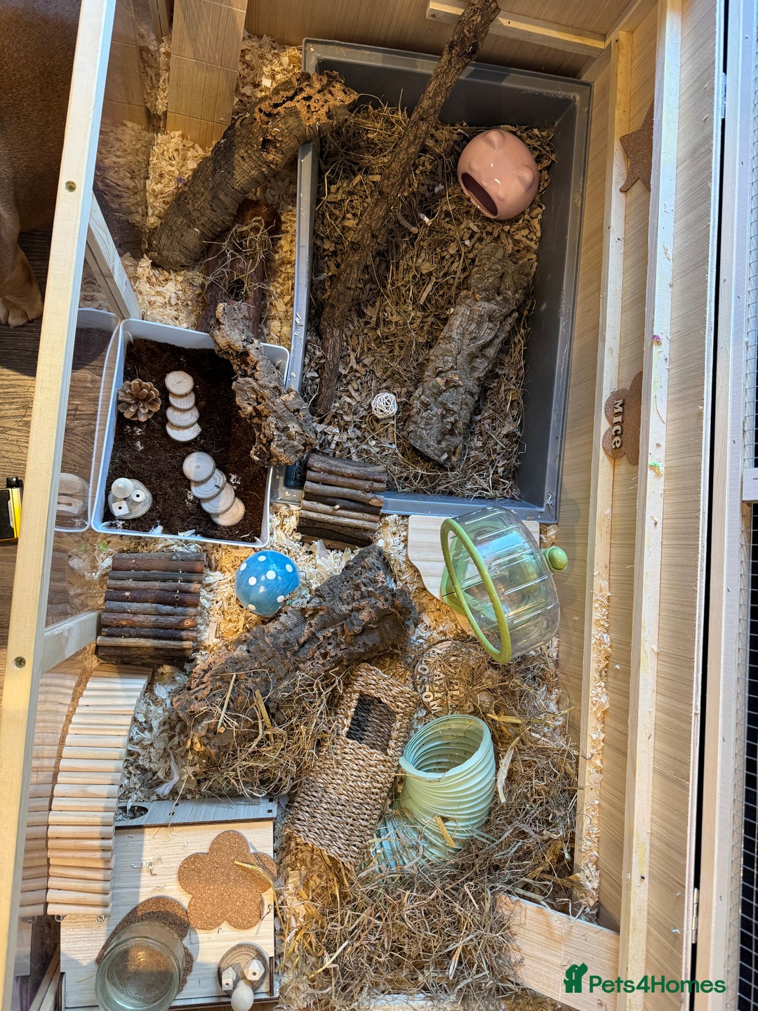 Mouse rodents for sale: 7 female mice in need of a knowledgable home  - Advert 1