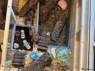 Mouse rodents 7 female mice in need of a knowledgable home - Advert 1