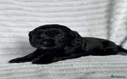 Cocker Spaniel dogs for sale: 4 Adorable working Cocker Spaniel puppies  - Image 5