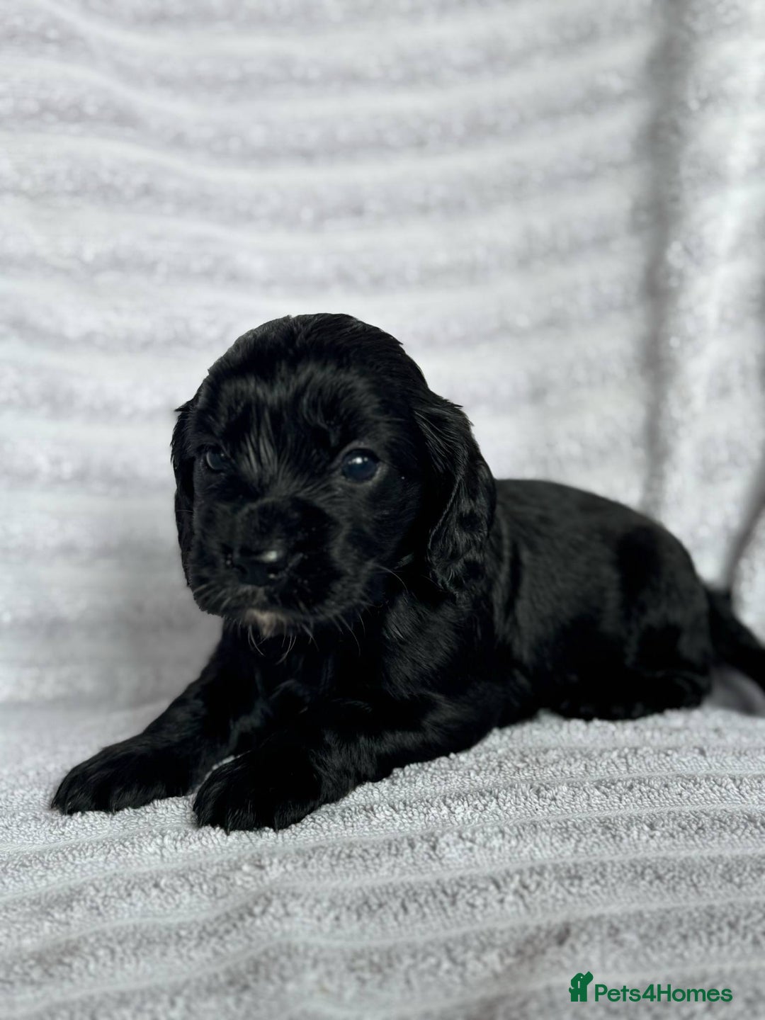 Cocker Spaniel dogs for sale: 4 Adorable working Cocker Spaniel puppies  - Image 5