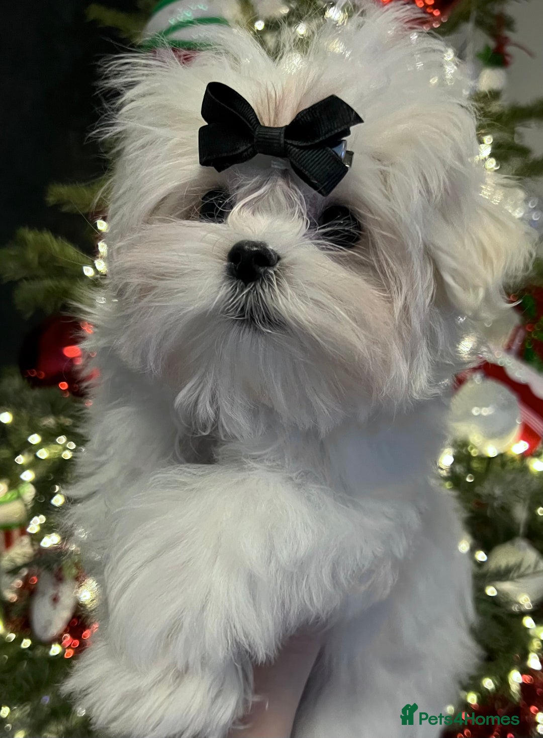 Maltese dogs for sale: Beautiful Korean Maltese puppies - Advert 1