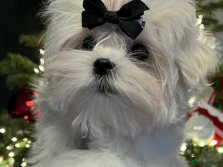 Maltese dogs Beautiful Korean Maltese puppies - Advert 2