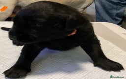 Labrador Retriever dogs for sale: Stunning litter of pure bred black Labrador pups  - Image 6