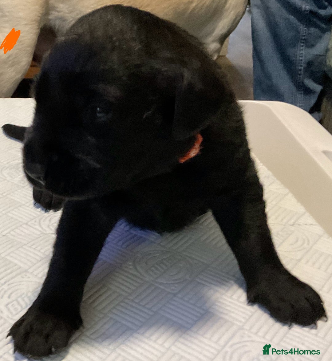 Labrador Retriever dogs for sale: Stunning litter of pure bred black Labrador pups  - Image 6