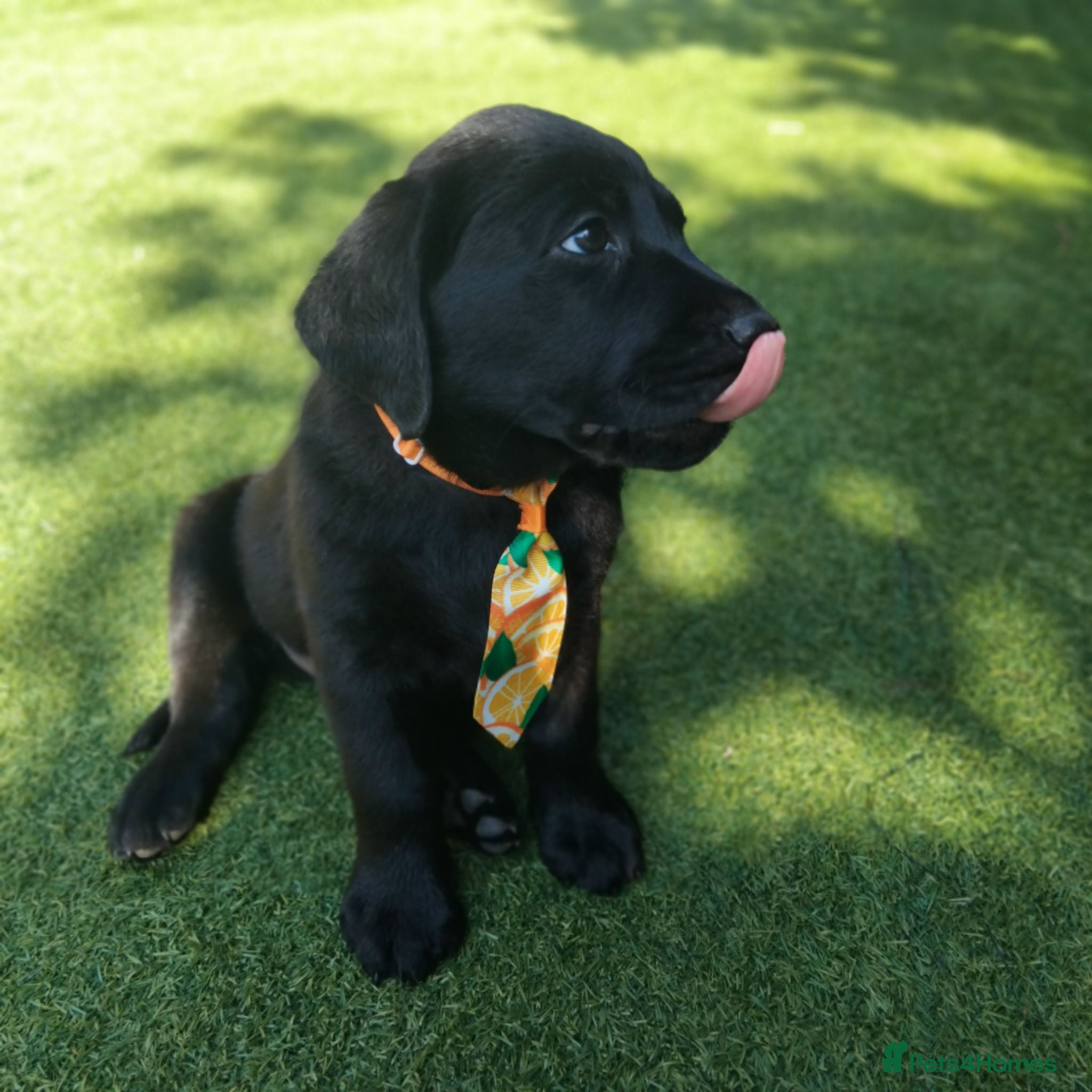Labrador Retriever dogs 🐾KC Black Labradors Ready for New Homes🐾🐶 - Advert 13