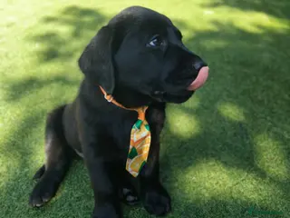 Labrador Retriever dogs 🐾KC Black Labradors Ready for New Homes🐾🐶 - Advert 13