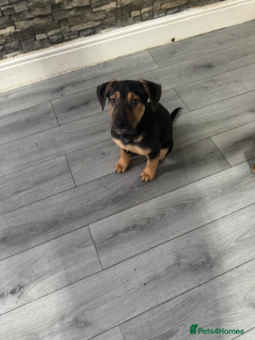 Mixed Breed dogs for sale: German shepherd x American bulldog - Advert 2