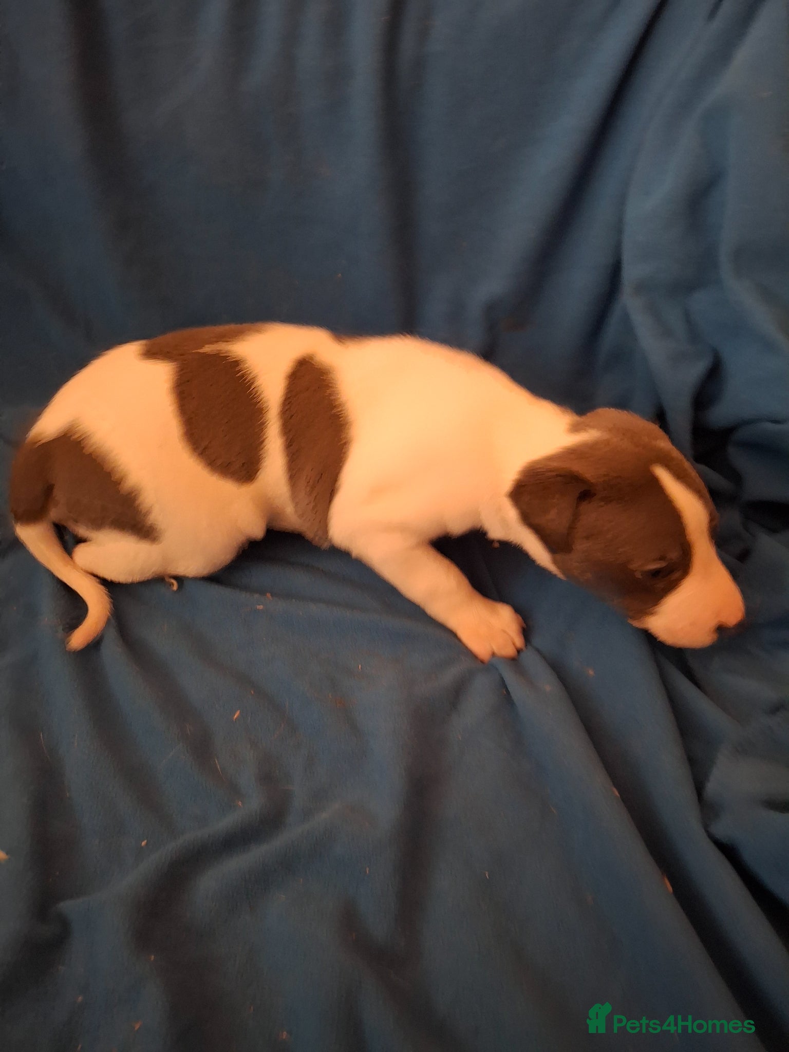 Whippet dogs for sale: KC REGISTERED WHIPPETS  - Advert 5