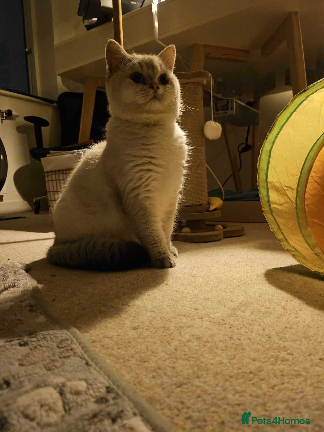 British Shorthair cats for sale: Beautiful British Shorthair Boy - Advert 1