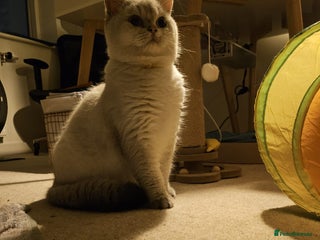 British Shorthair cats Beautiful British Shorthair Boy - Advert 1