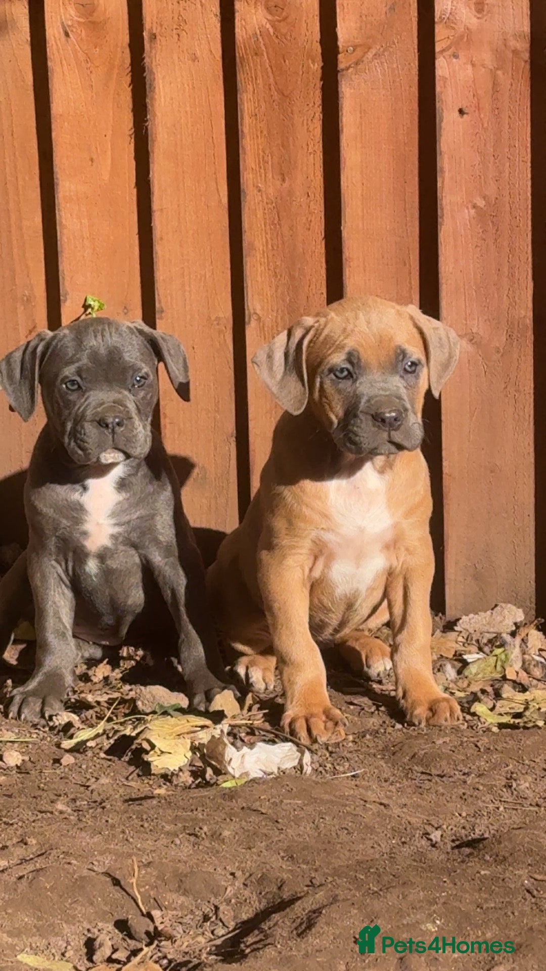 Cane Corso dogs Beautiful cane corso puppies  - Advert 16