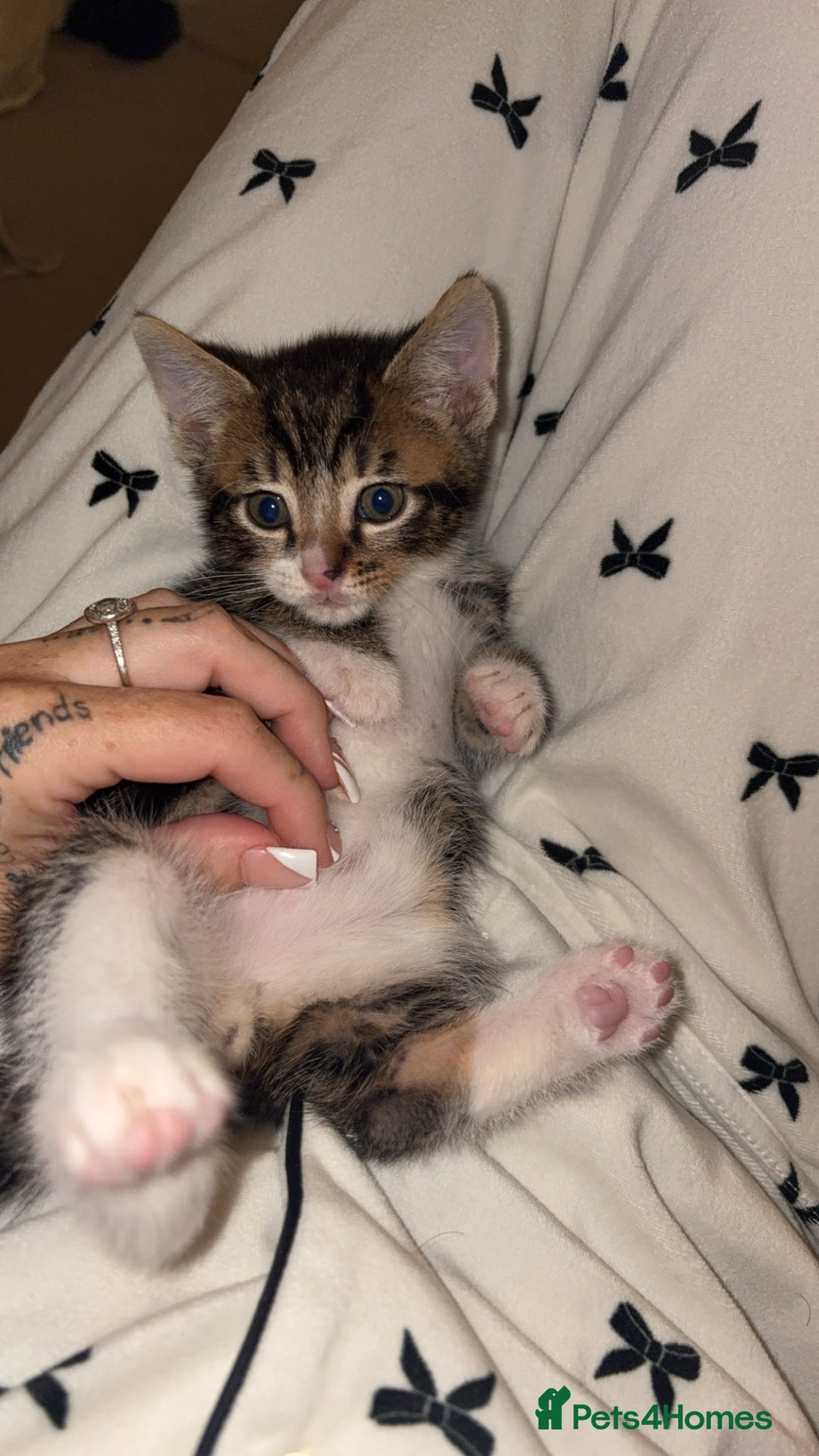Bengal cats for sale: 2 male kittens left ready now  - Image 2