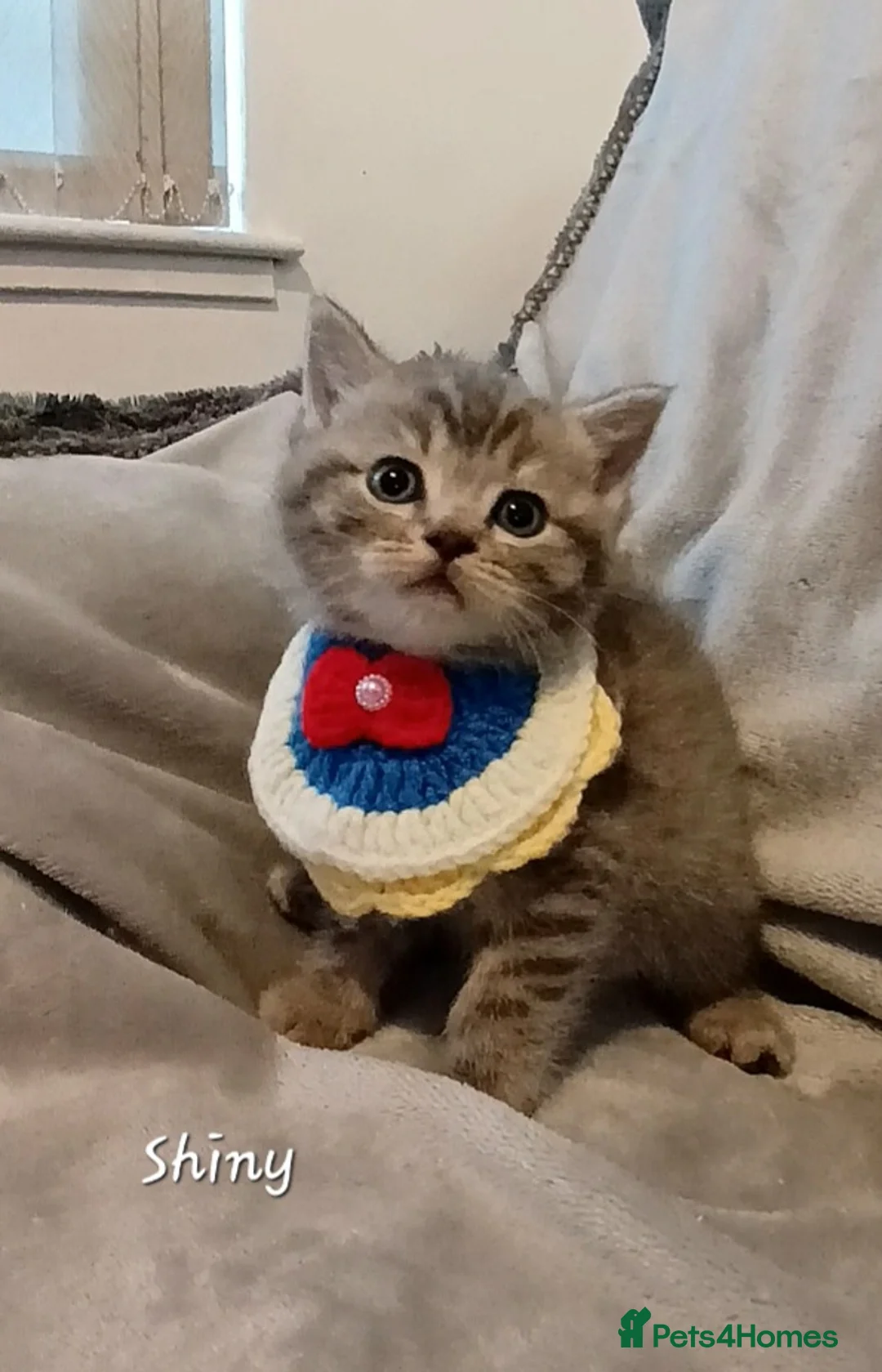 British Shorthair cats for sale: British shorthair babies  - Advert 39