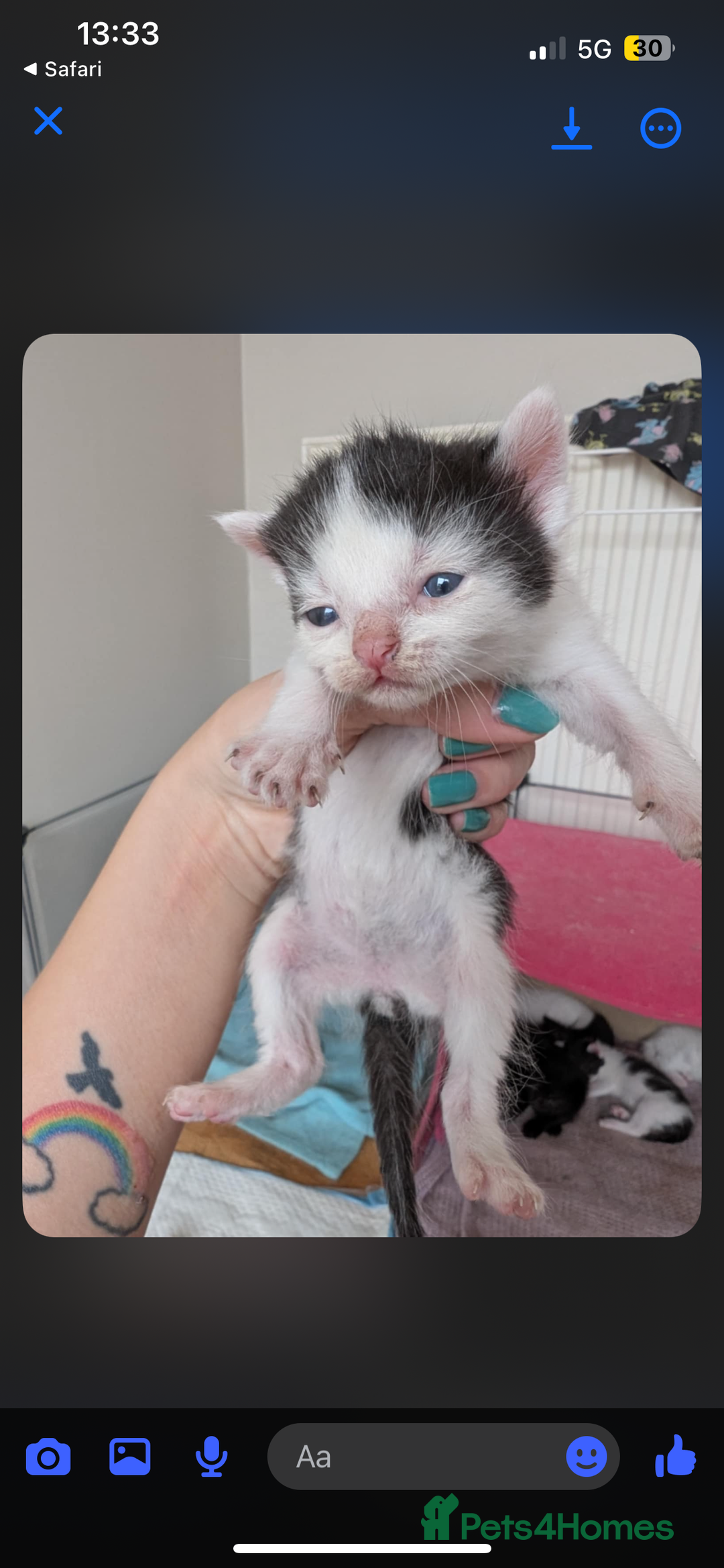 Mixed Breed cats for sale: Beautiful kittens  - Image 3