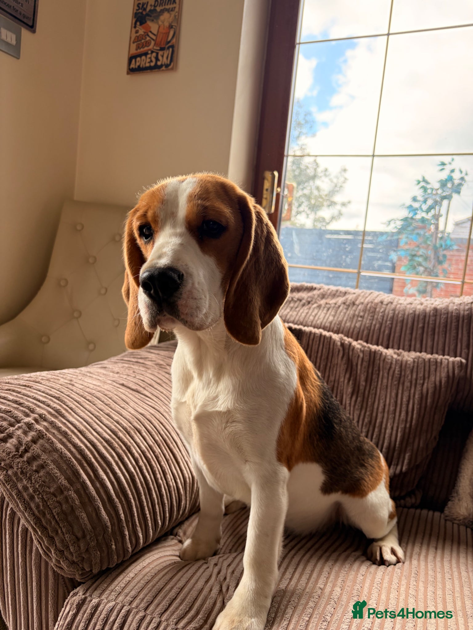 Beagle dogs Loving beagle female looking for new home 🐾🤎 - Advert 2