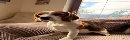Beagle dogs for sale: Loving beagle female looking for new home 🐾🤎 - Advert 2