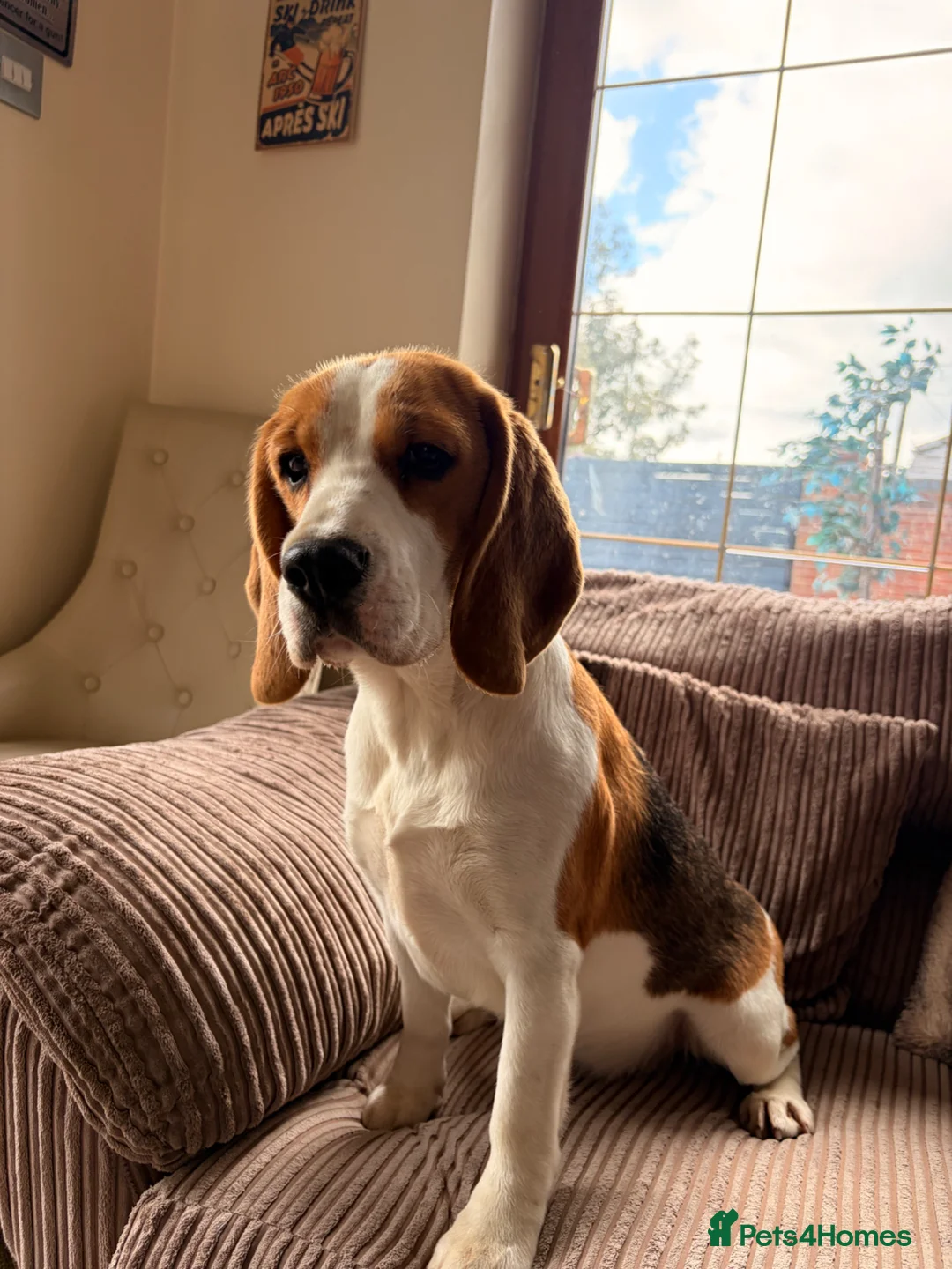 Beagle dogs for sale: Loving beagle female looking for new home 🐾🤎 - Advert 2