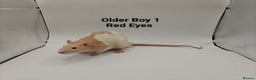 Rat rodents for sale: OCT: 32 Rats (2 Rats: 2 Boys Left) - Advert 34
