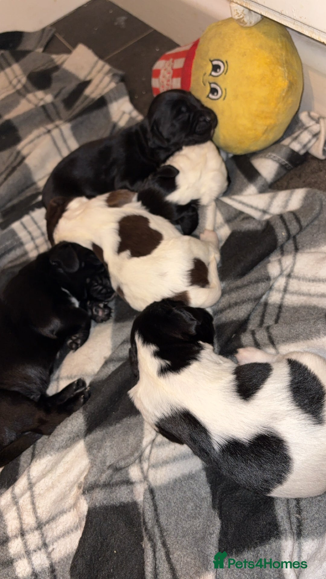 Mixed Breed dogs for sale: 5 BEAUTIFUL SPRINGER/SPROCKER PUPPIES FO SALE  - Advert 26