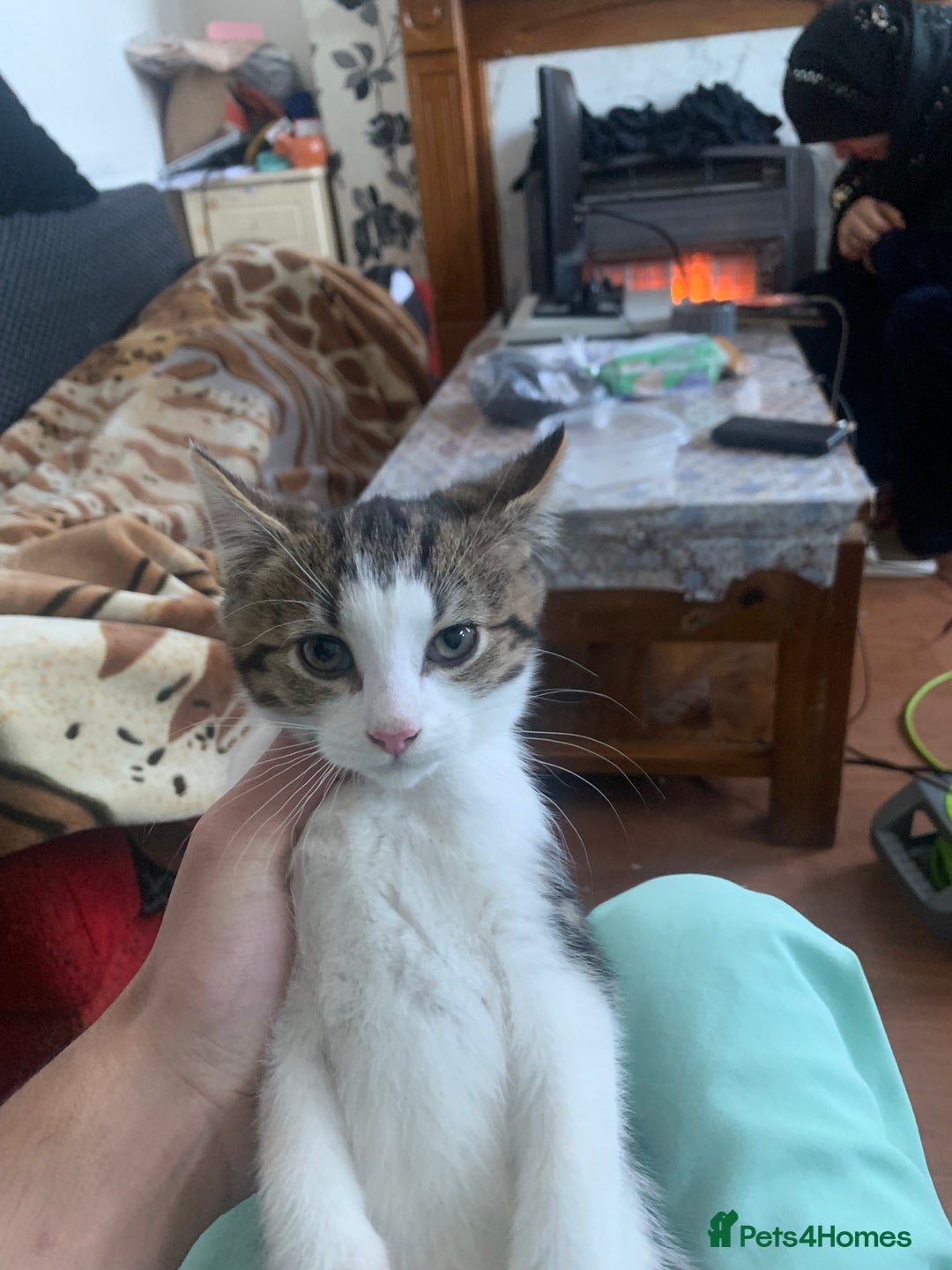 British Shorthair cats for sale: 3 Kitten ready to leave today  - Advert 15