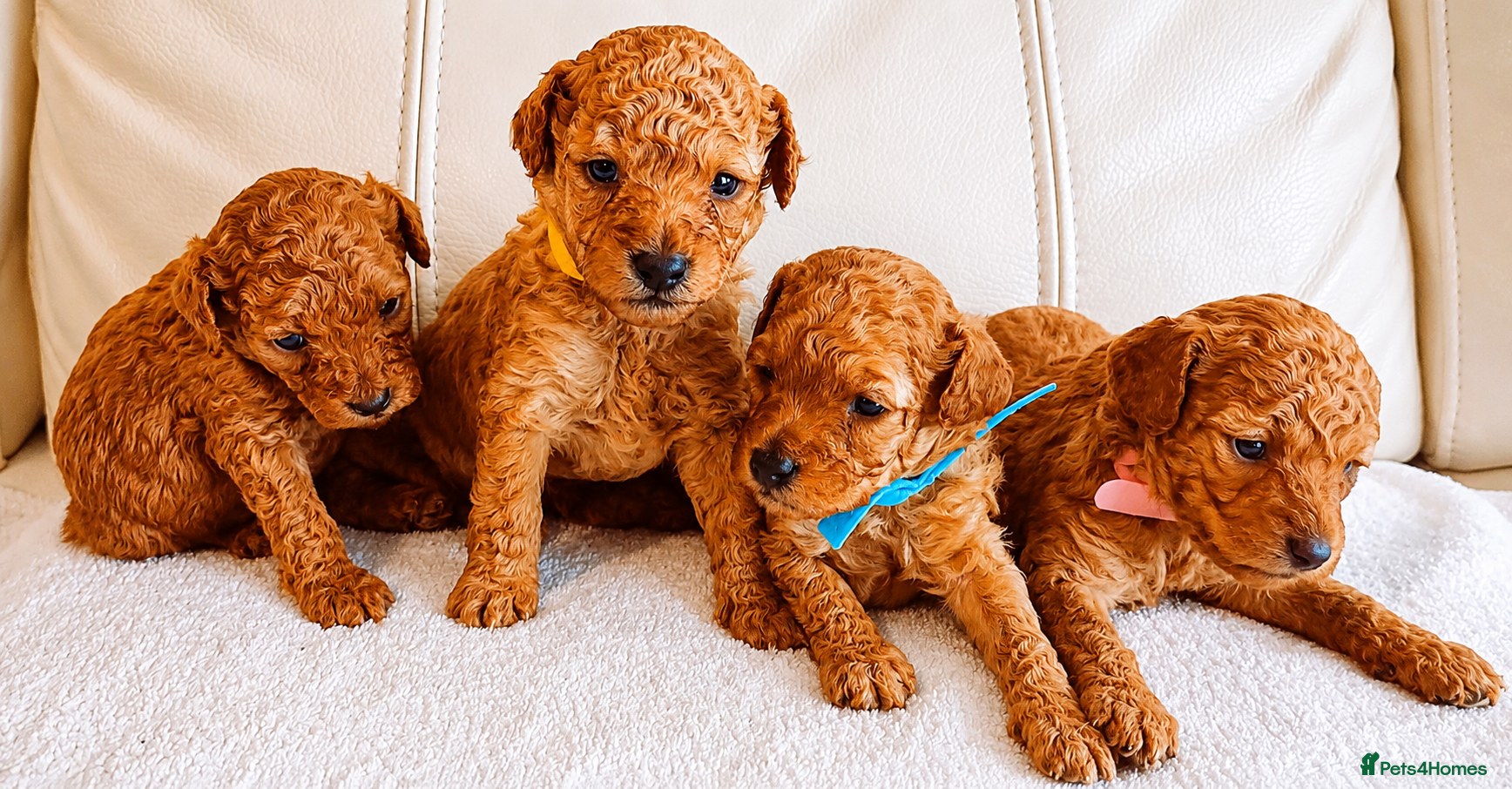 Toy Poodle dogs Astonishing! High Quality! Puppies! - Advert 7