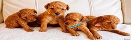 Toy Poodle dogs for sale: Astonishing! High Quality! Puppies! - Advert 1