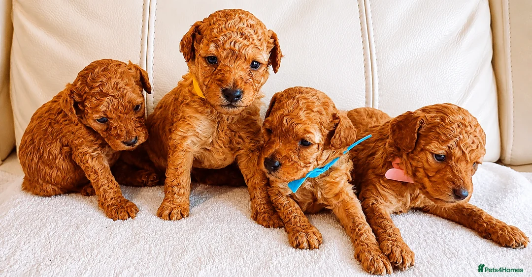 Toy Poodle dogs for sale: Astonishing! High Quality! Puppies! - Advert 1
