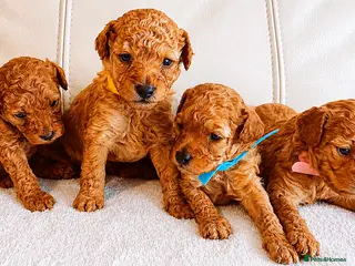 Toy Poodle dogs Astonishing! High Quality! Puppies! - Advert 7