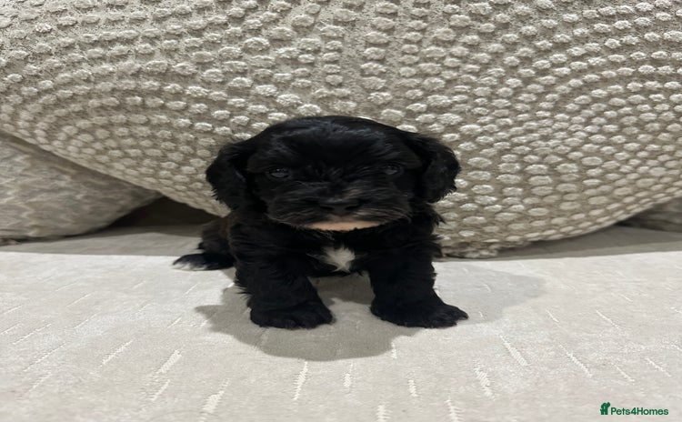 Cavapoo dogs - Advert 15