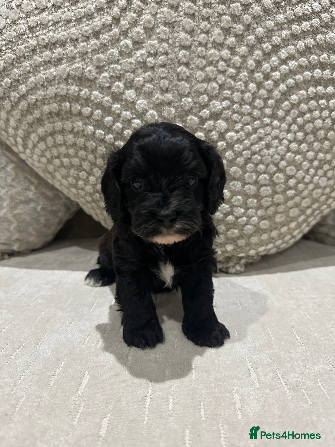 Cavapoo dogs for sale: F1 cavapoo puppies heath tested  - Advert 4