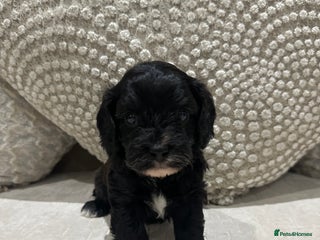 Cavapoo dogs - Advert 25