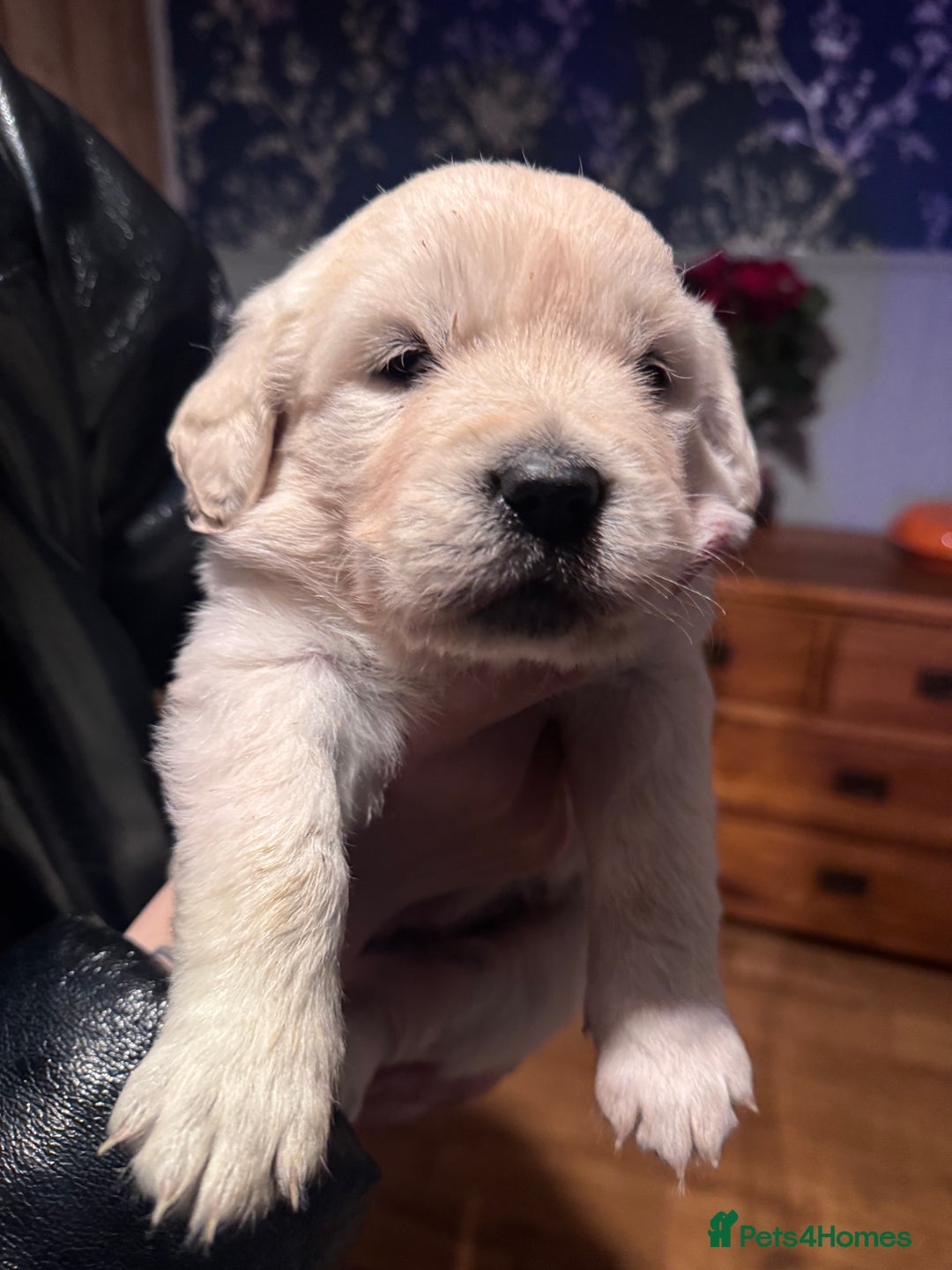 Golden Retriever dogs for sale: Beautiful and fluffy Golden Retriever puppies - Advert 17