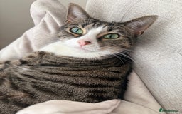 Domestic Shorthair cats for sale: Hello my name is Olive  - Image 6