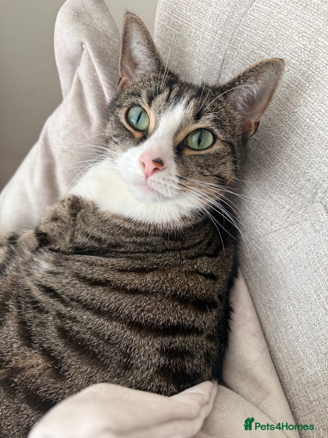 Domestic Shorthair cats for sale: Hello my name is Olive  - Image 6