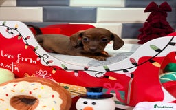 Miniature Dachshund dogs for sale: Outstanding kc reg pra clear minis  - Image 4