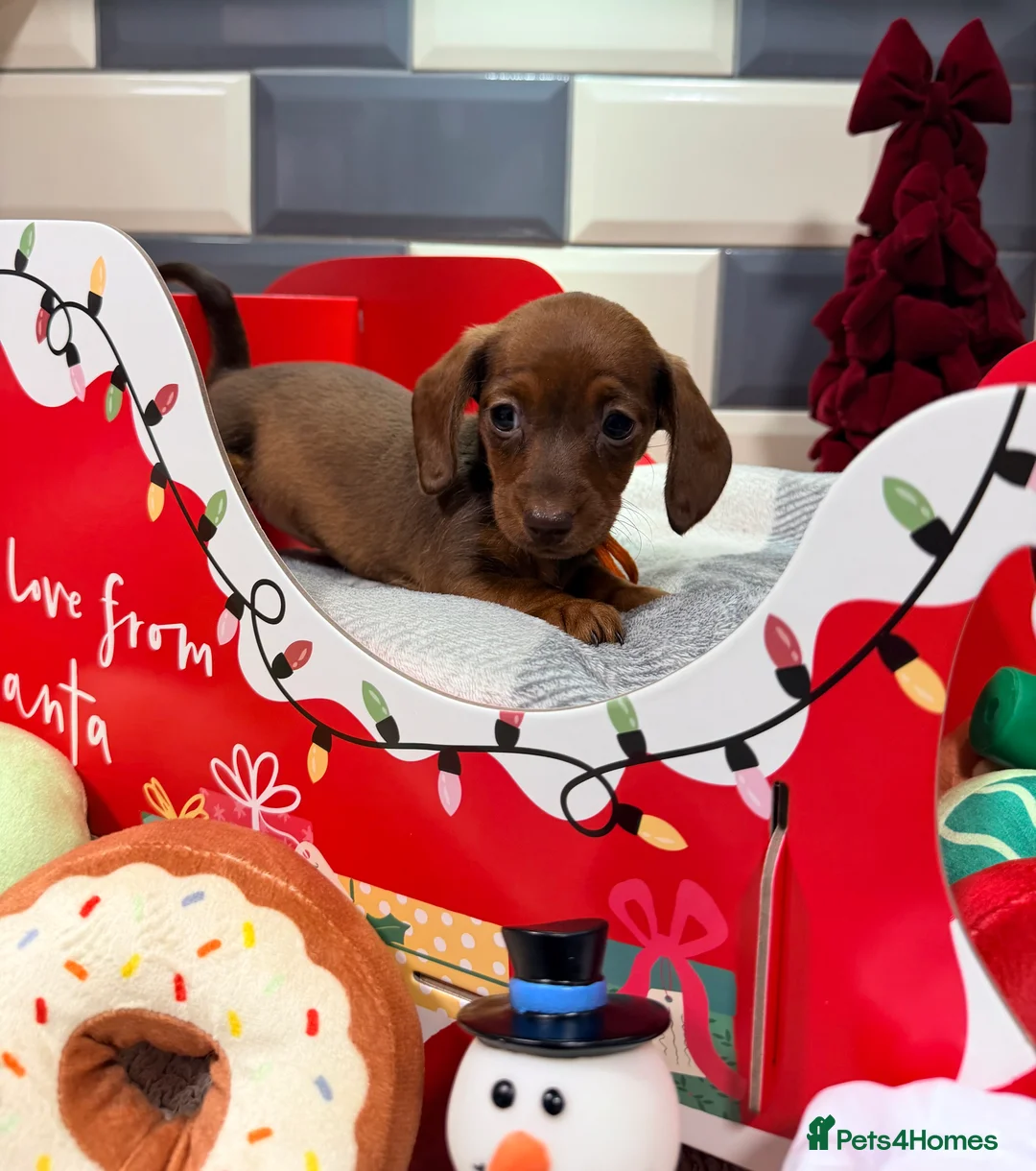Miniature Dachshund dogs for sale: Ready now Outstanding kc reg pra clear minis  - Advert 7