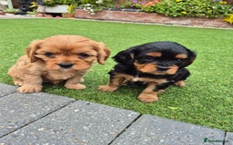 Cavapoo dogs for sale: Cavapoo puppies available from 27.9.25 - Image 6