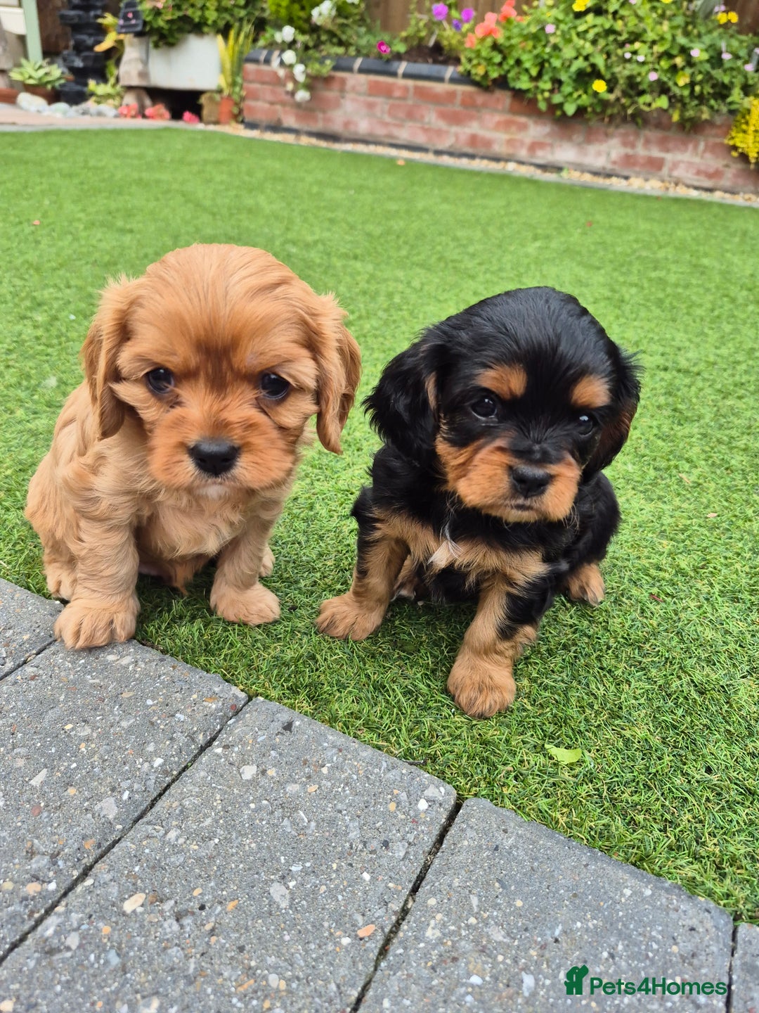 Cavapoo dogs for sale: Cavapoo puppies available from 27.9.25 - Image 6
