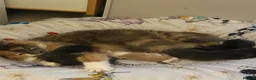 Mixed Breed cats for sale: Kittens  in Littlehampton - Advert 1