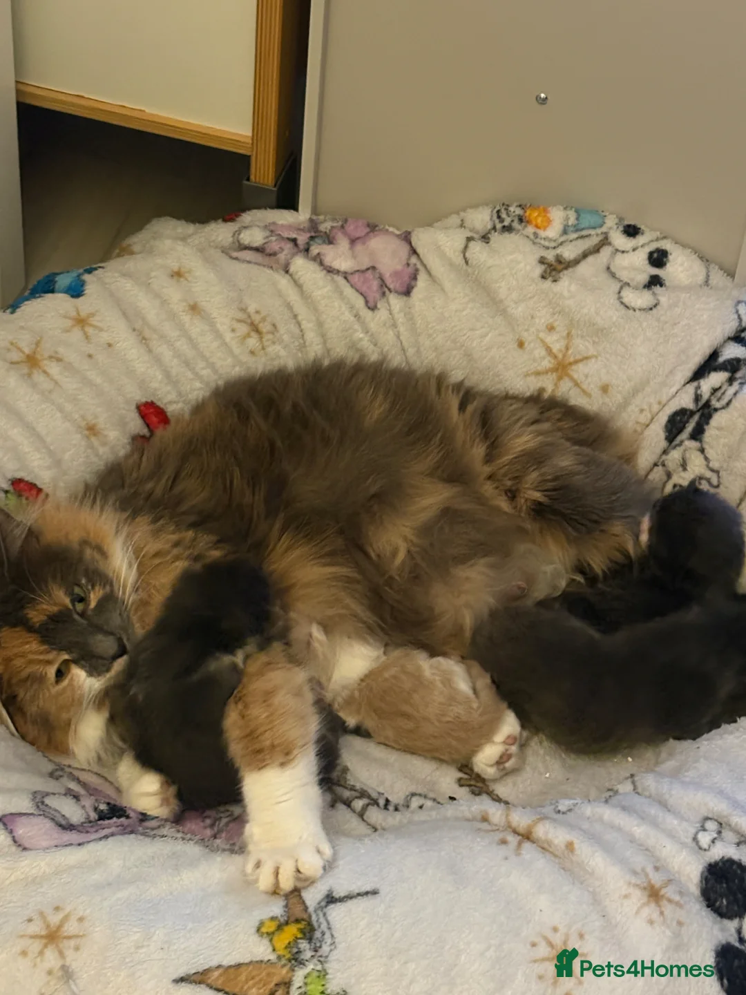 Mixed Breed cats for sale: Kittens  in Littlehampton - Advert 1