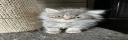 Persian cats for sale: Gorgeous Persian kittens 😍 - Advert 2