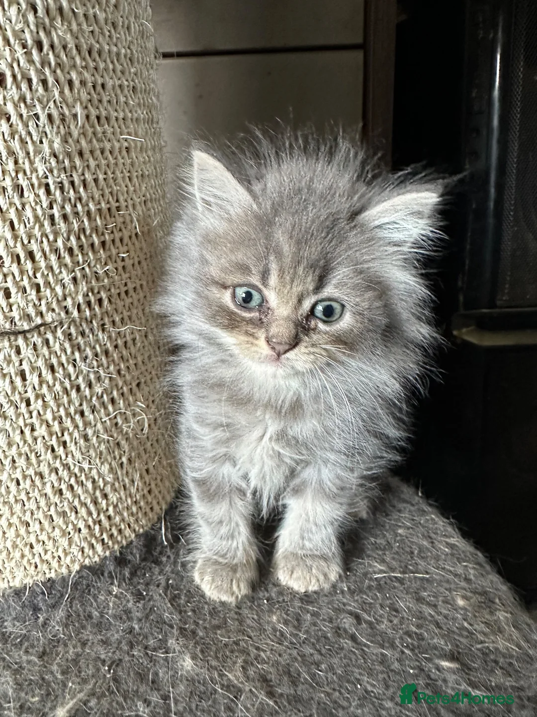 Persian cats for sale: Gorgeous Persian kittens 😍 - Advert 2